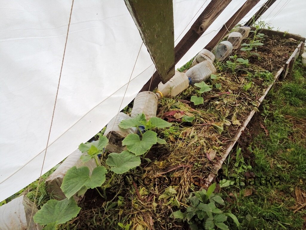 Весной посеянные семена огурцов всегда закрываю пластиковыми бутылками: быстрее взойдут