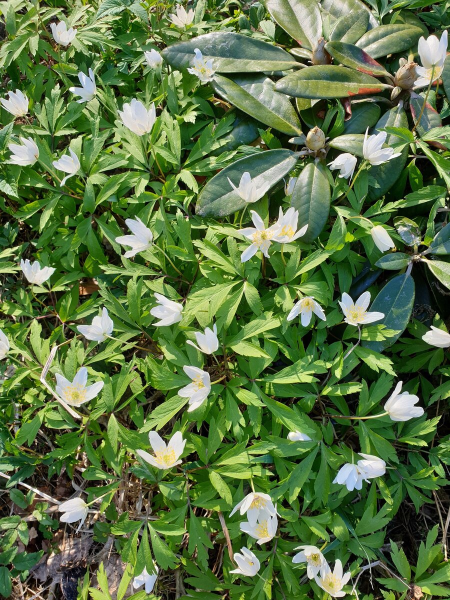 Anemone nemorosa Ветреница дубравная. Фото Е. Мумриной.