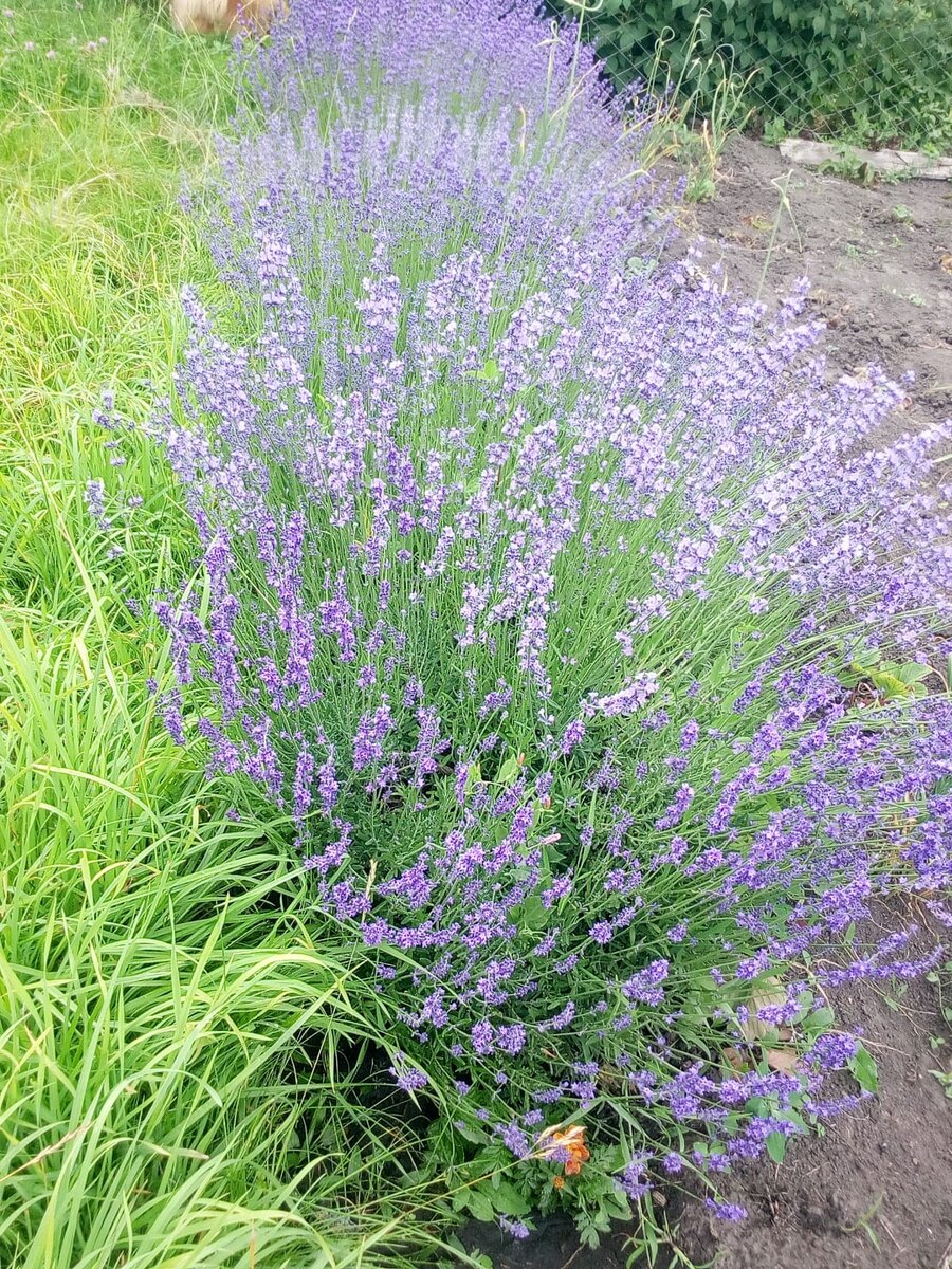Такая красивая лаванда растет у нашей родственницы Ирины на даче в Бийске. Она её использует  для сашЕ, чая и проч... Фото Ирины.