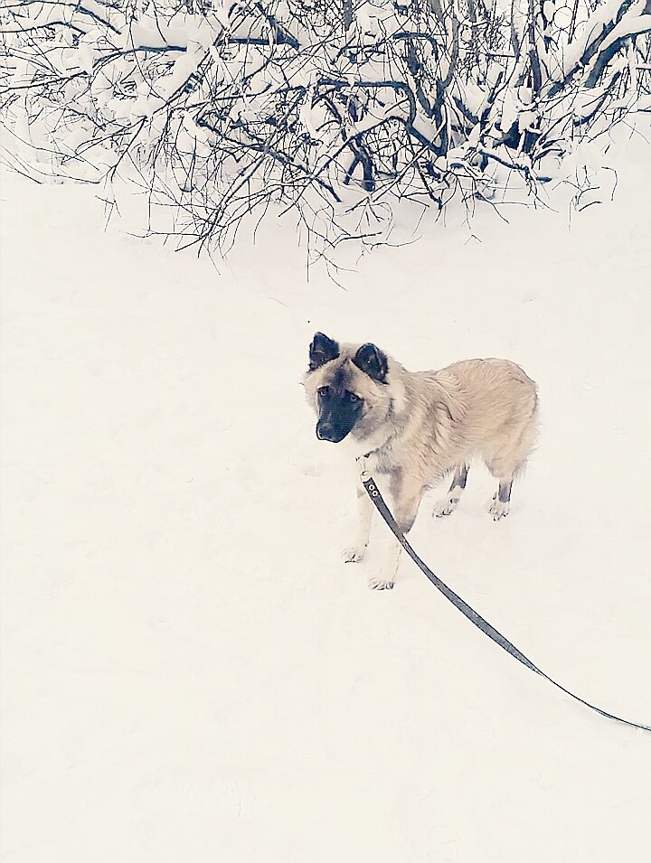 Мой Максик 🥰 