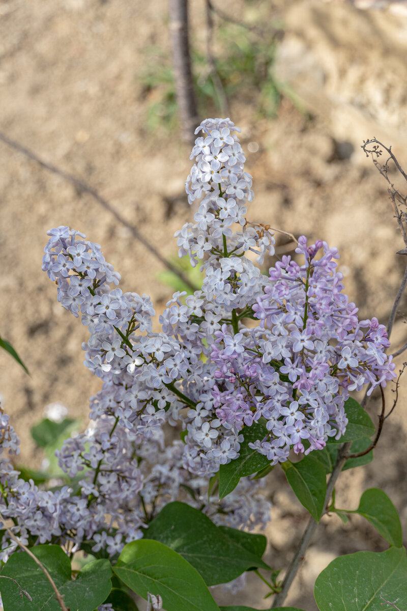 2. Здесь уже вблизи центра кадра видны два пятилистника.
