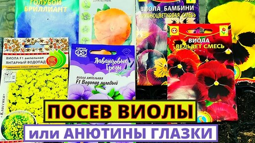 Посев ВИОЛЫ ампельной и крупноцветковой. Почему сеем рано Как добиться дружных всходов