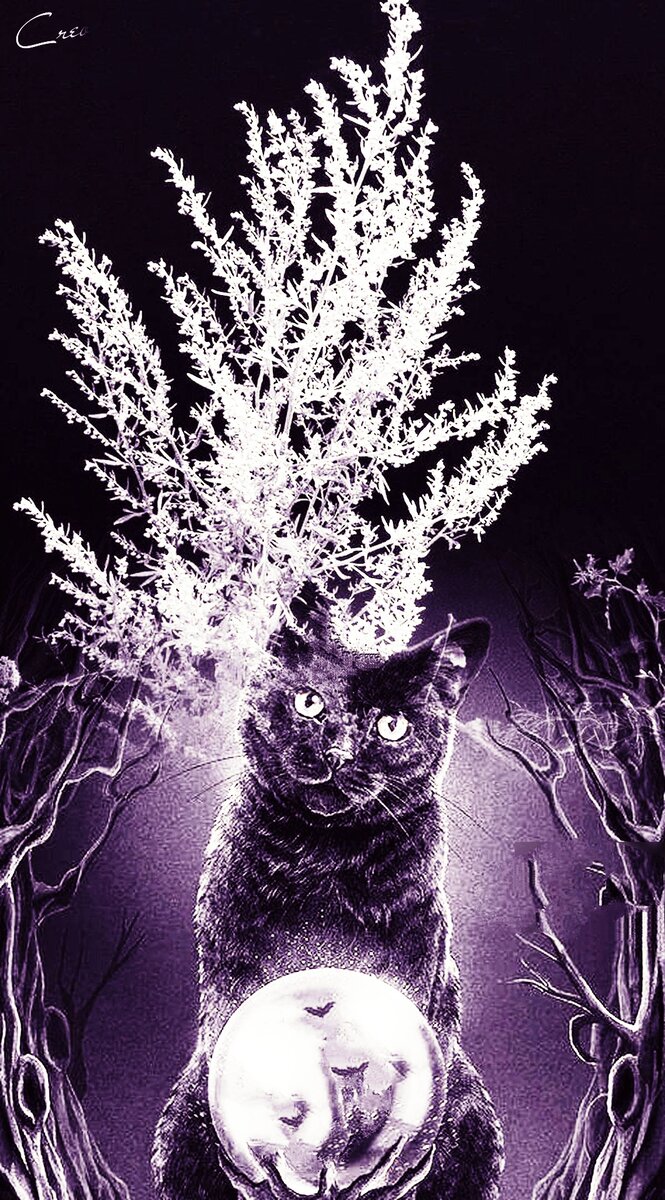 Фотоколлаж автора статьи