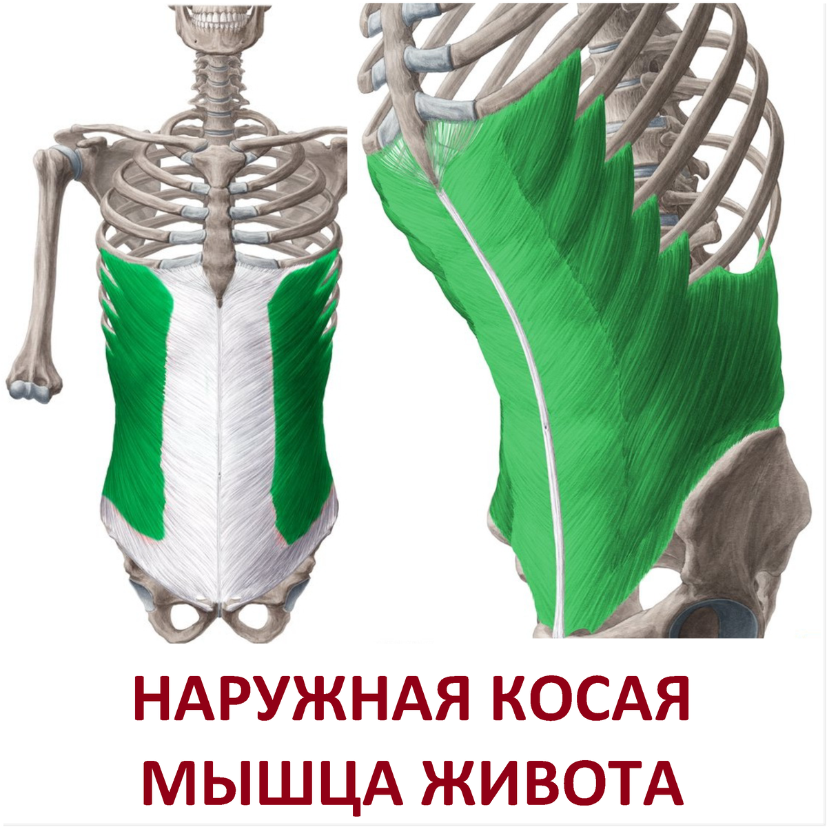 Анатомия косых мышц живота
