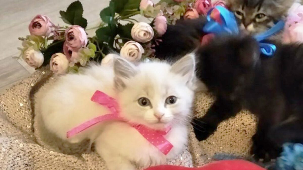 источник фото: smartik.ru