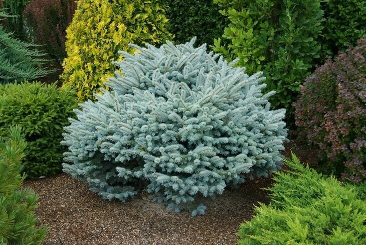 Хвойные ели