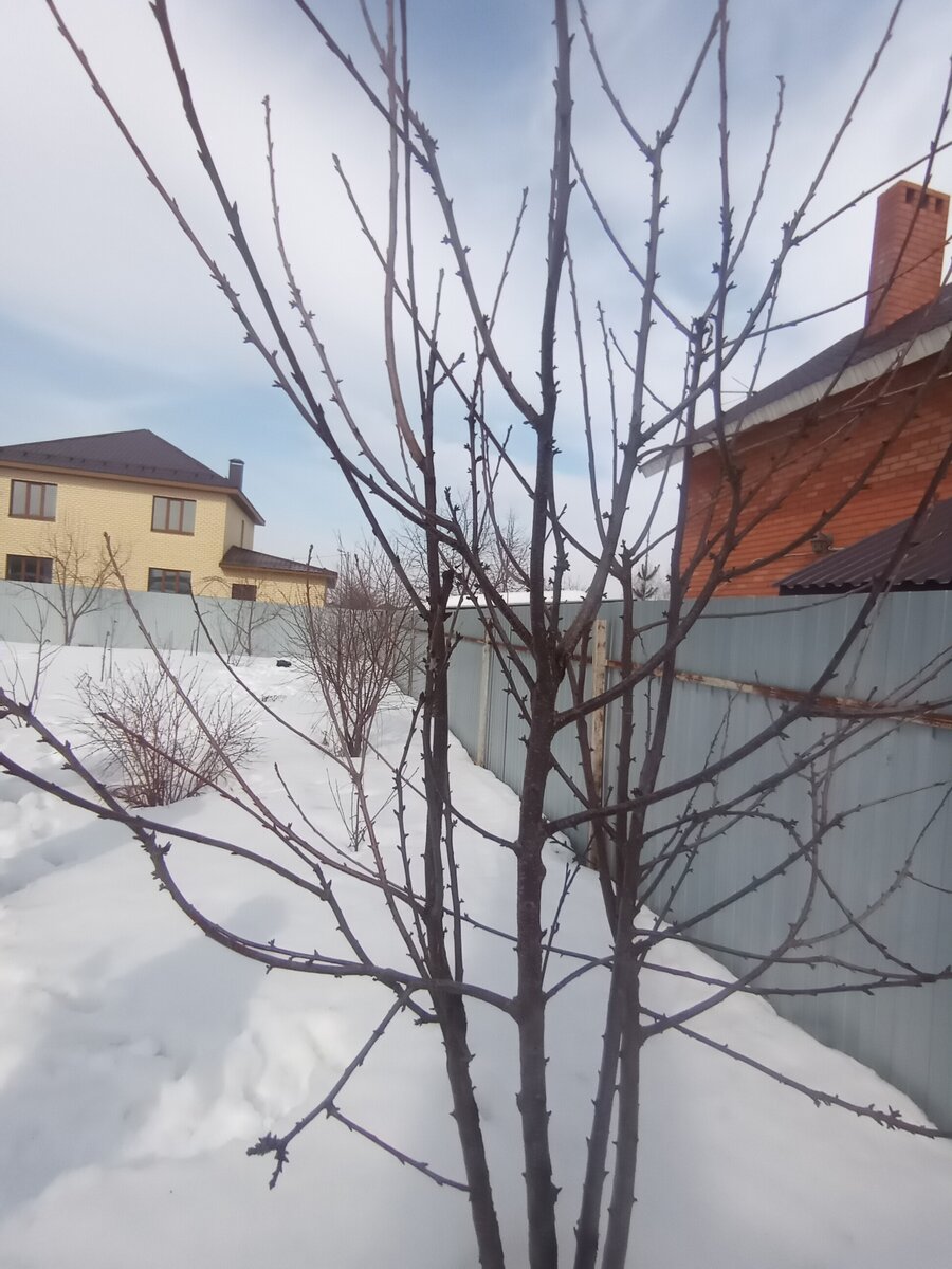 Одна из черешен. Много лет растёт без особого внимания, хорошо зимует, отменно набирает массу.