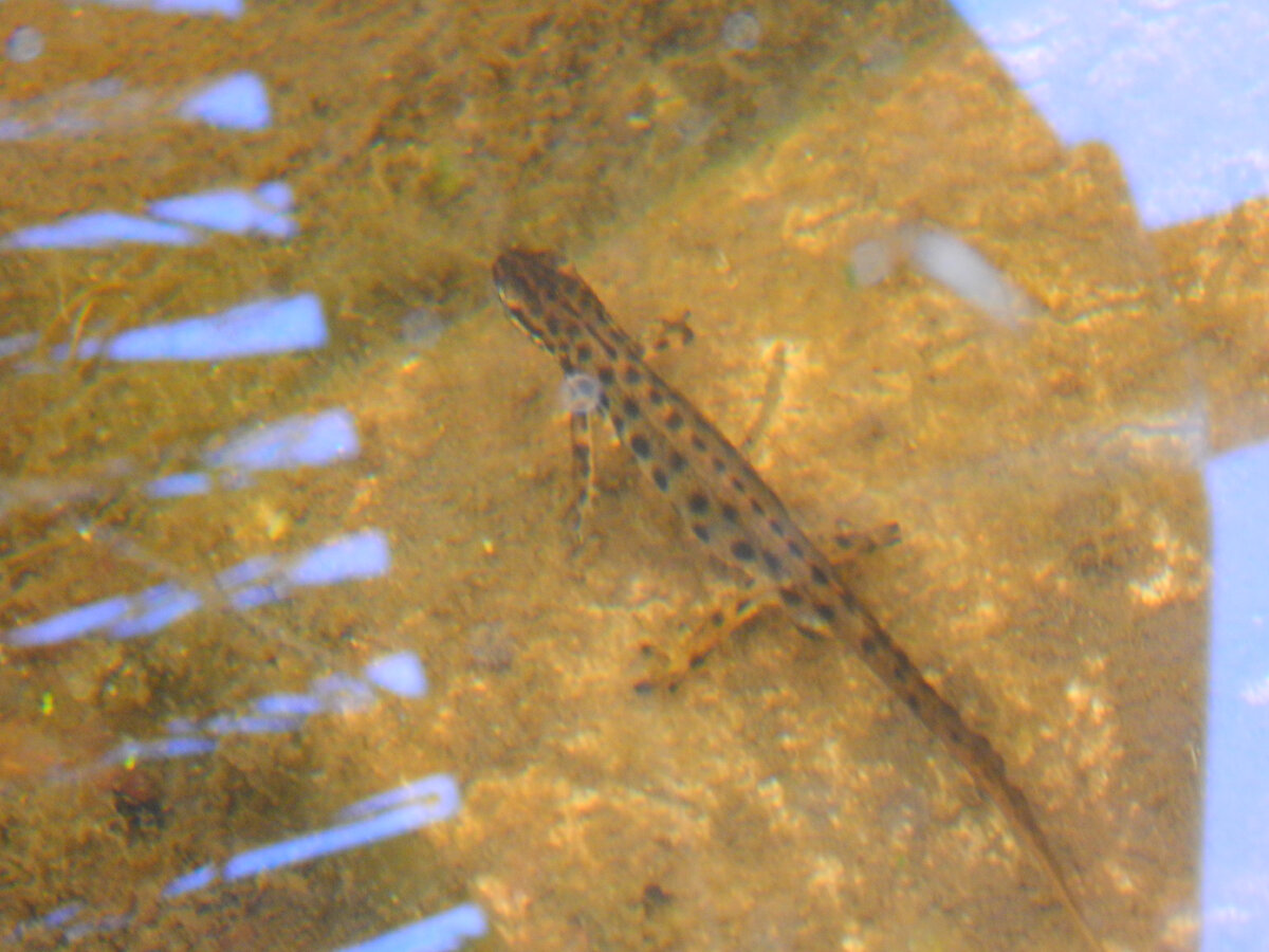 В 19  году  наш  пруд пользовался  популярностью-нерестились  тритоны и  лягушки..