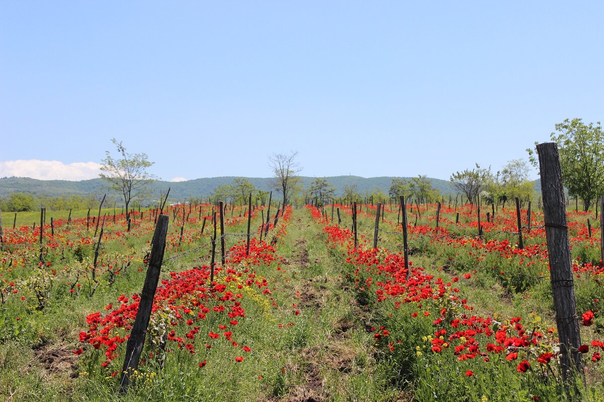 Виноградники в Грузии