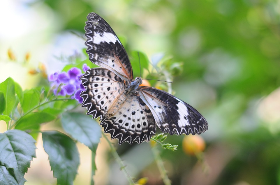 Сад бабочек «Butterfly Garden» в Дубае