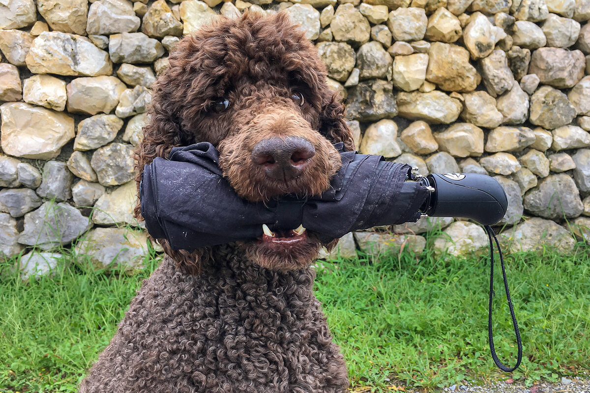 Service Dog Poodle