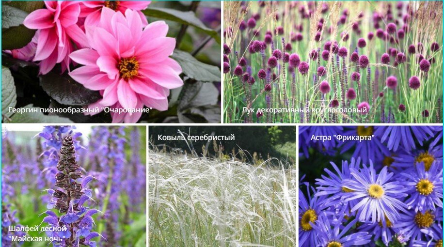 Рекомендуемые растения-компаньоны: лук декоративный круглоголовый, георгин "Очарование", ковыль серебристый, шалфей лесной "Майская ночь", астра "Фрикарта".