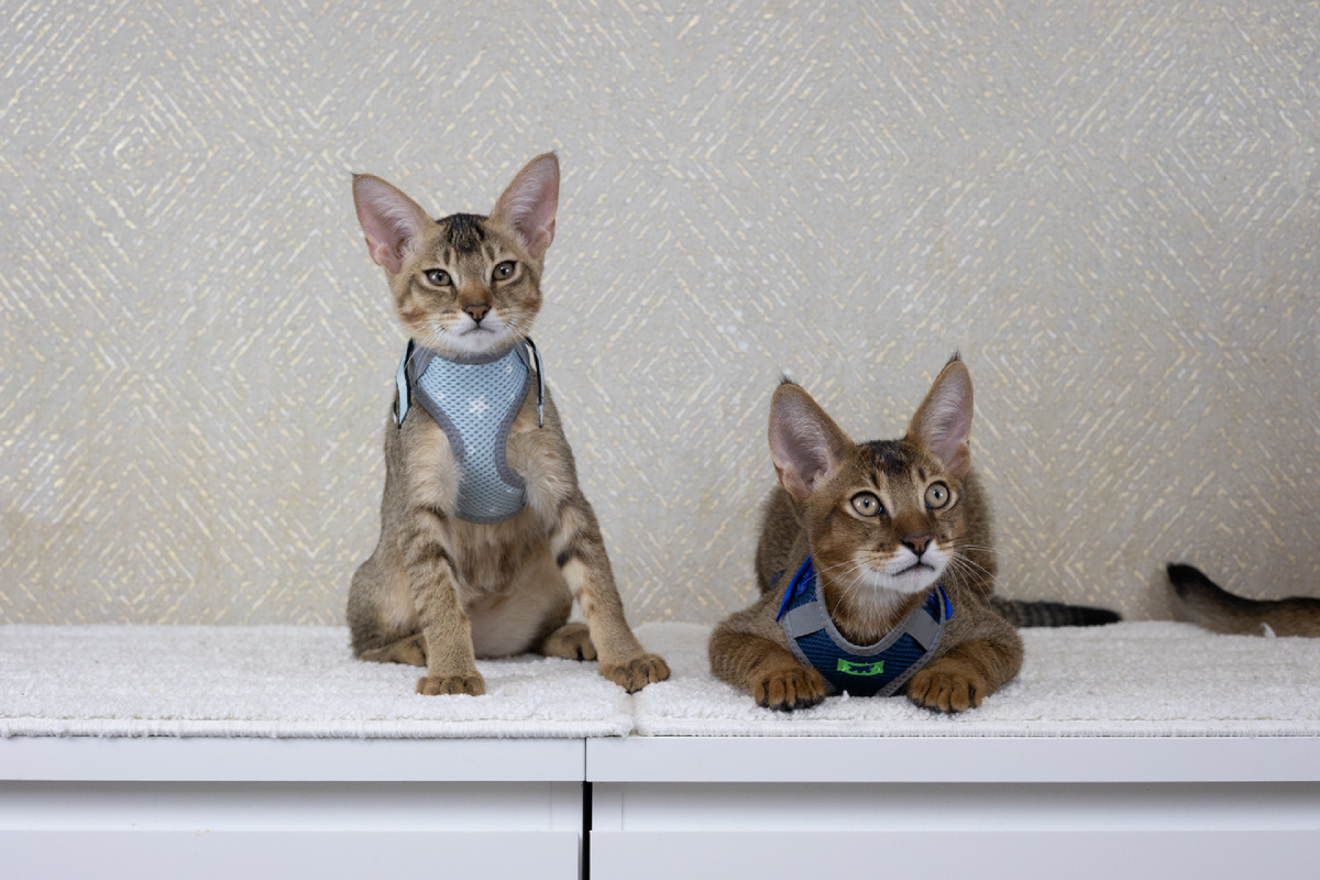 Двухмесячные котята Чаузи ф2 (вторая генерация от дикого камышового кота)  Бритни и Басилевс