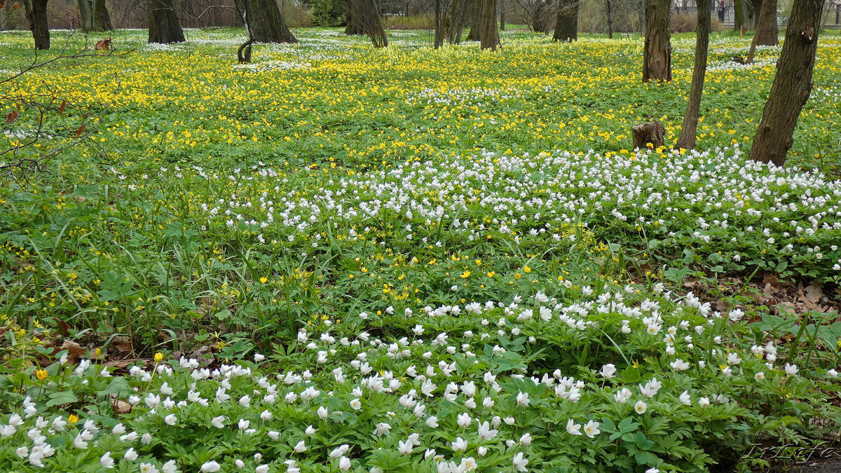 Ковёр из первоцветов. Ботанический сад Петра Великого. Санкт-Петербург