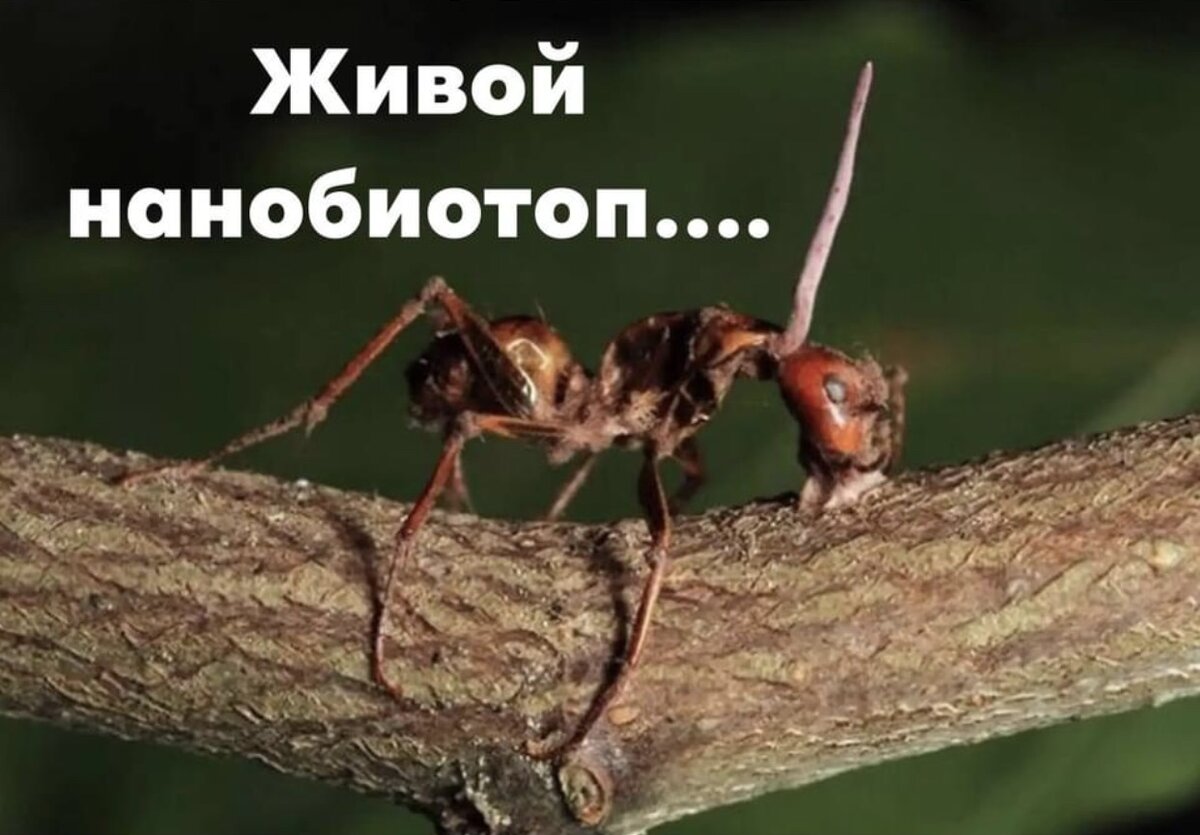 Плодовое тело кордицепса растёт из тела муравья в котором удачно поселился мицелий(фото из яндекс-какртинки)