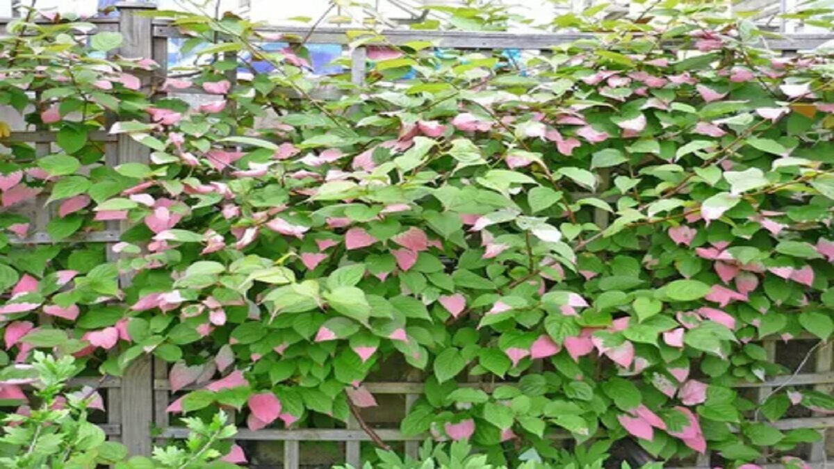 Своих фото нет еще. Заимствовано из инета. https://avatars.mds.yandex.net/i?id=0d19b0d9e43449113fe8e26a5499fa46-5859771-images-thumbs&n=13