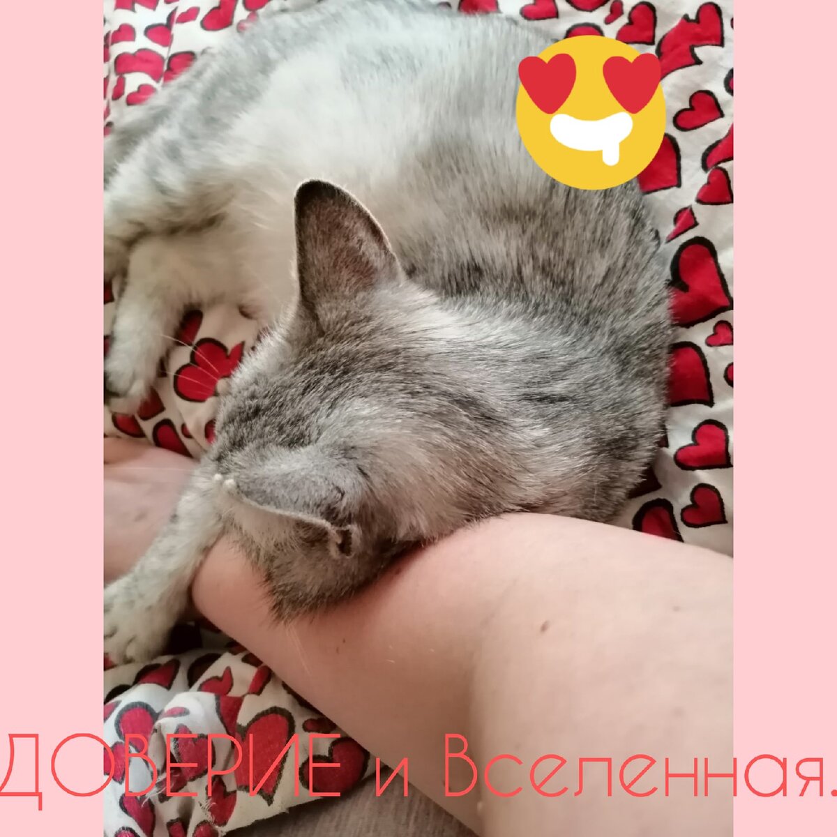Моя кошка Соня , которую мы  взяли в январе месяце с улицы.