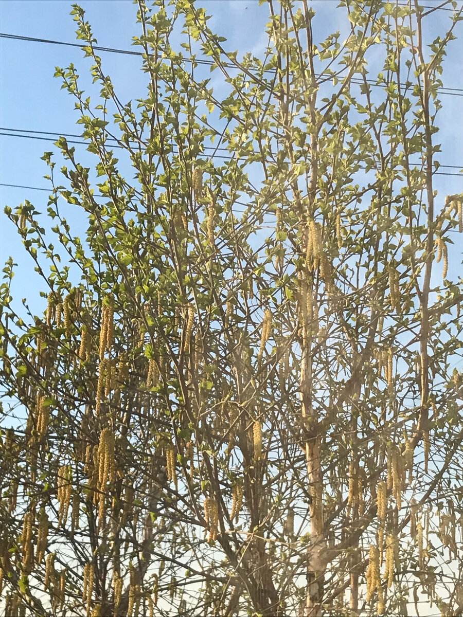 Березка с бруньками.