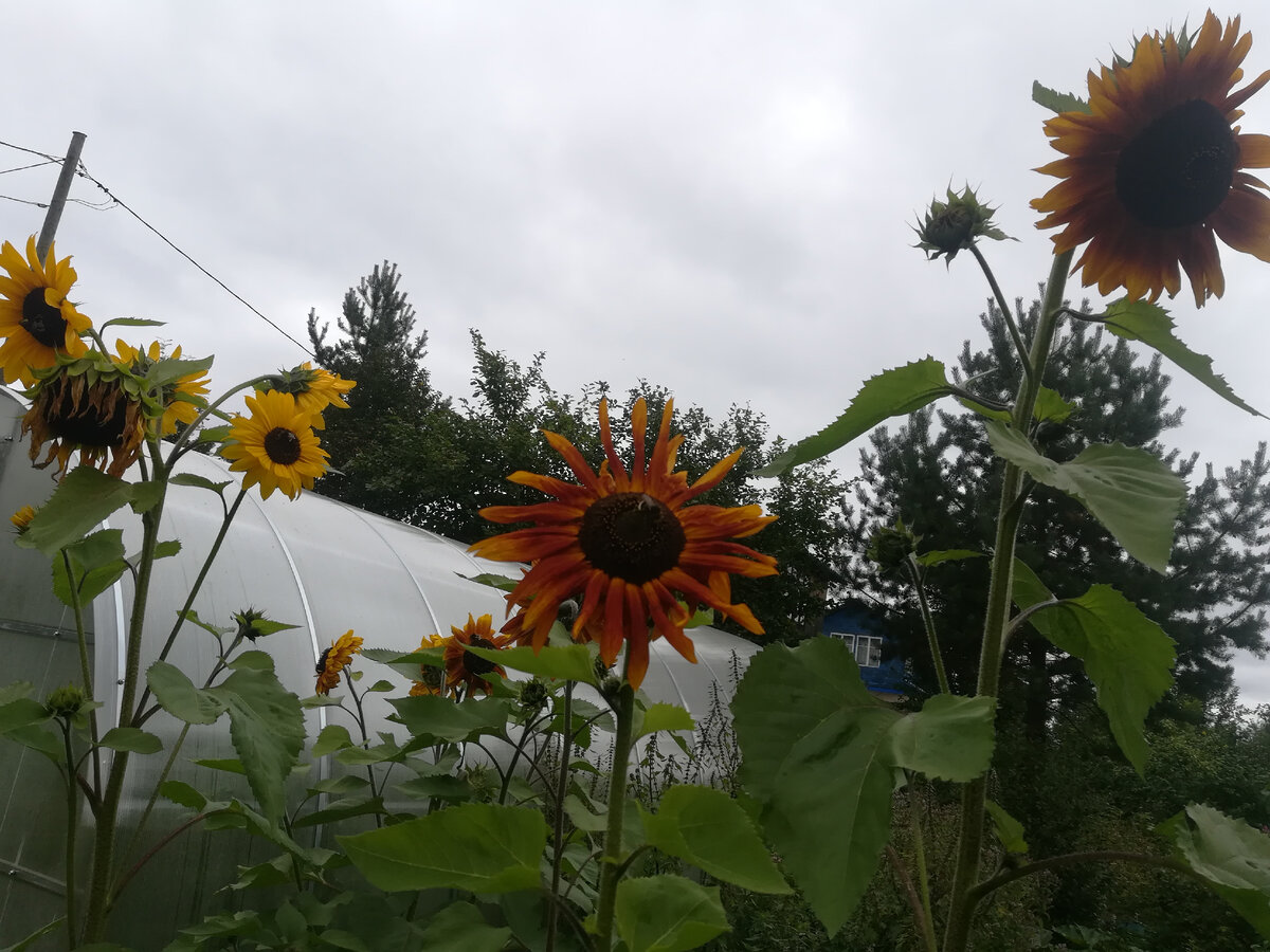 фото автора — подсолнечник и теплица
