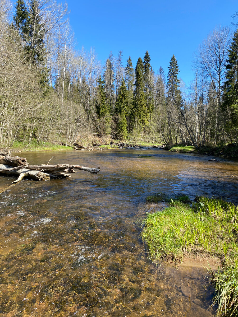 Лысый спиннингист машет спиннингом😂