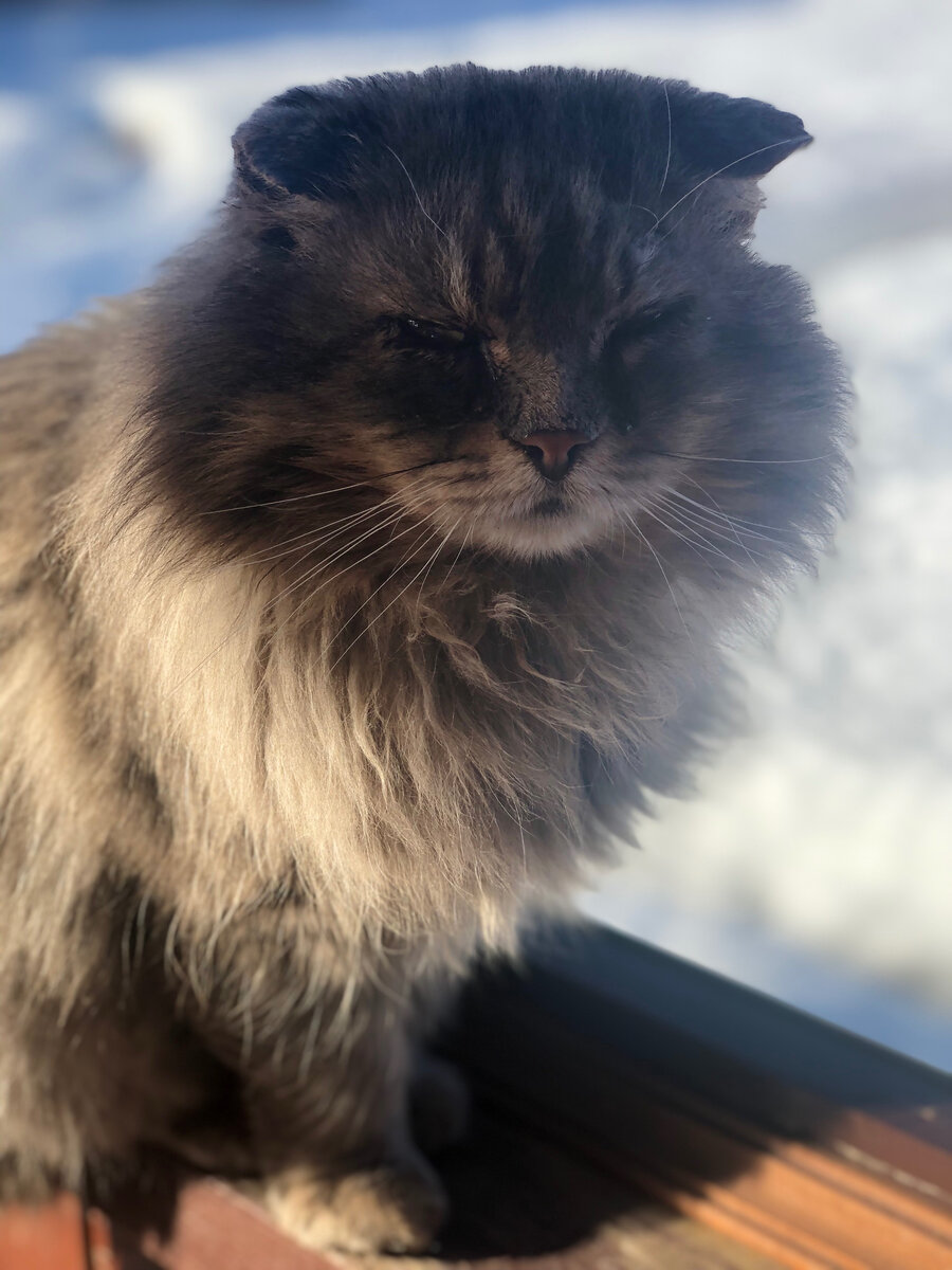 Филя любит зимой сидеть рядом со стеклом на веранде - и тепло, и виден весь участок. Фото автора. 