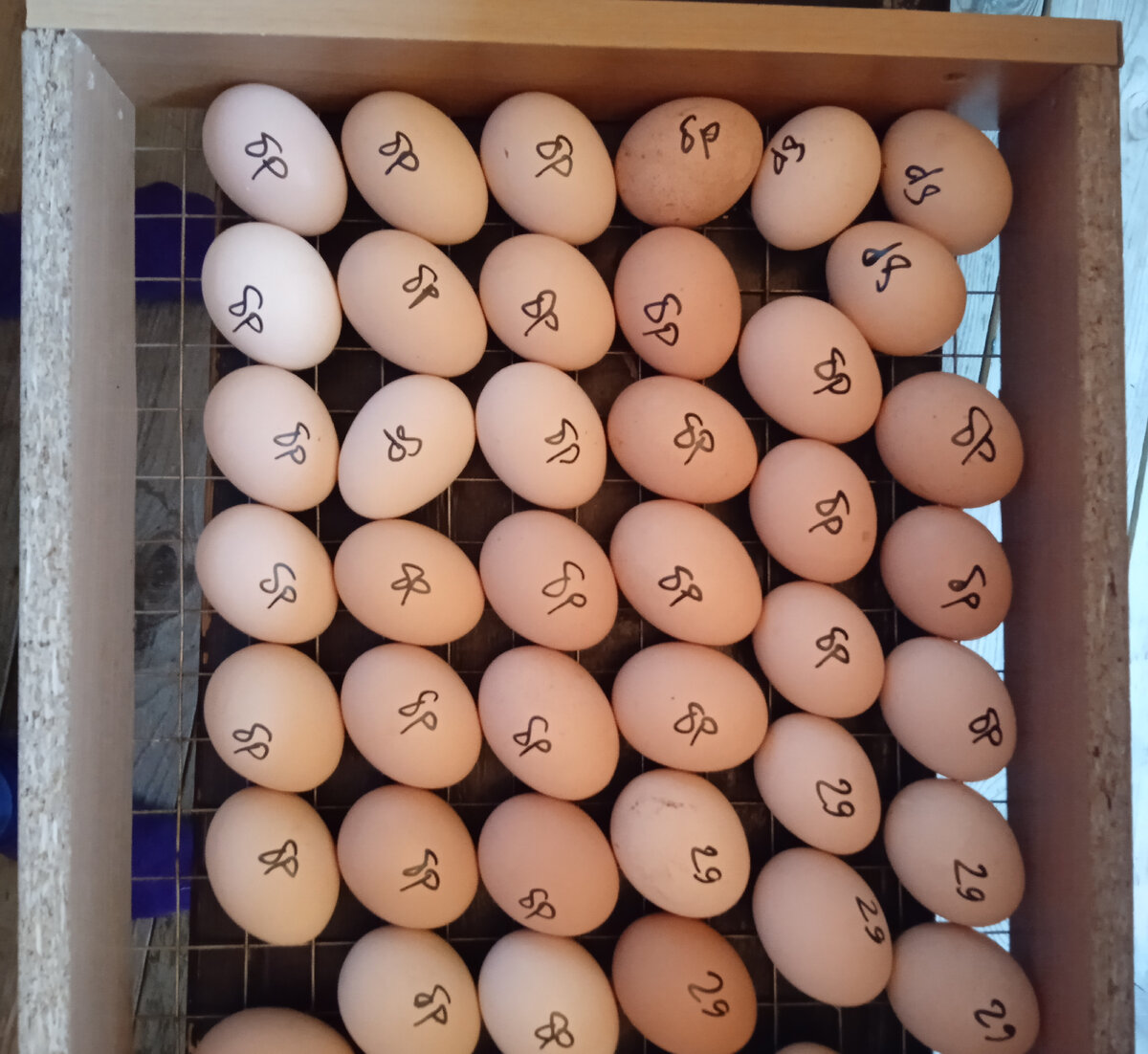 50 штук бройлера