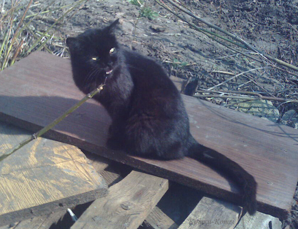 Черный кот. 