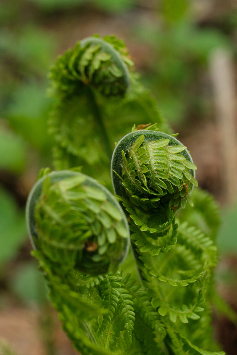 Страусник обыкновенный Автор: cometseeker
Источник: https://www.inaturalist.org/observations/118213340