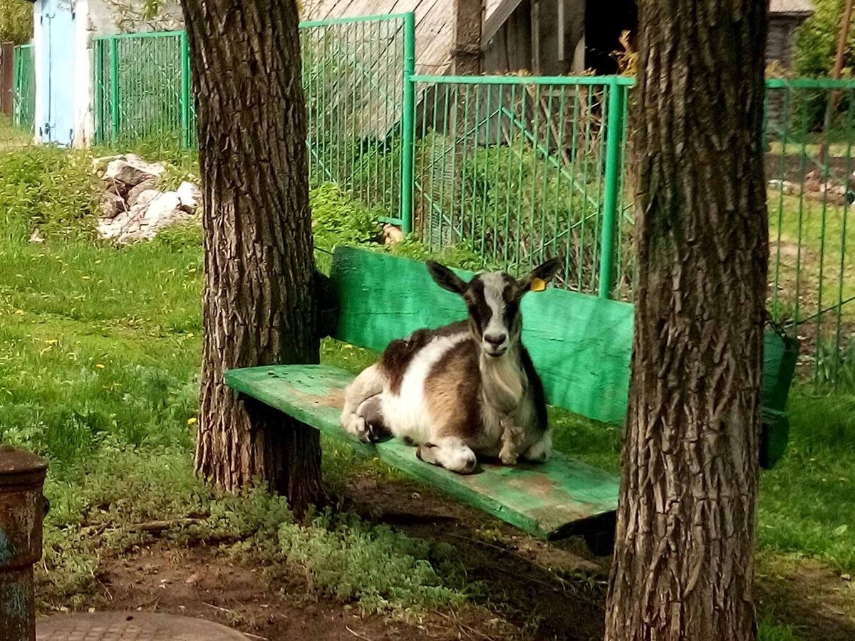 Коза Азалия Фото Александровой Светланы (подруги автора)