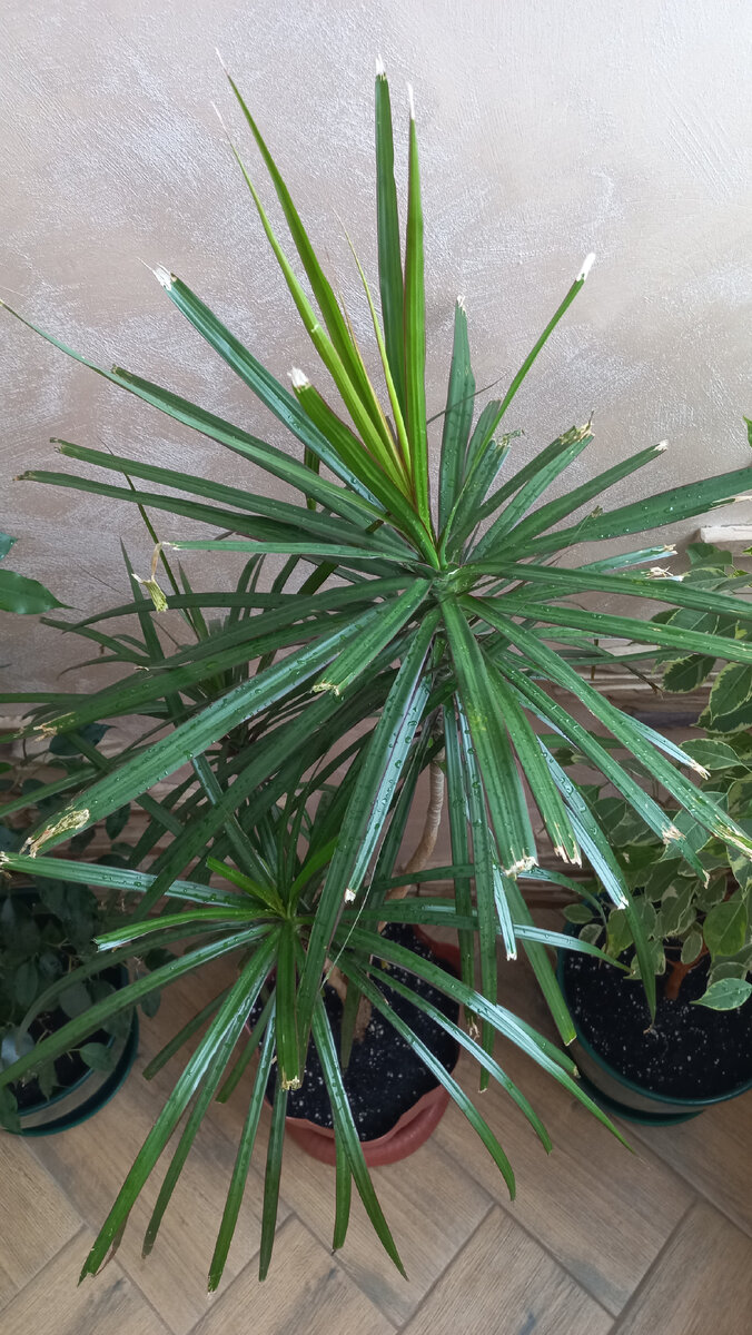 Драцена (Dracaena): уход, фото, виды