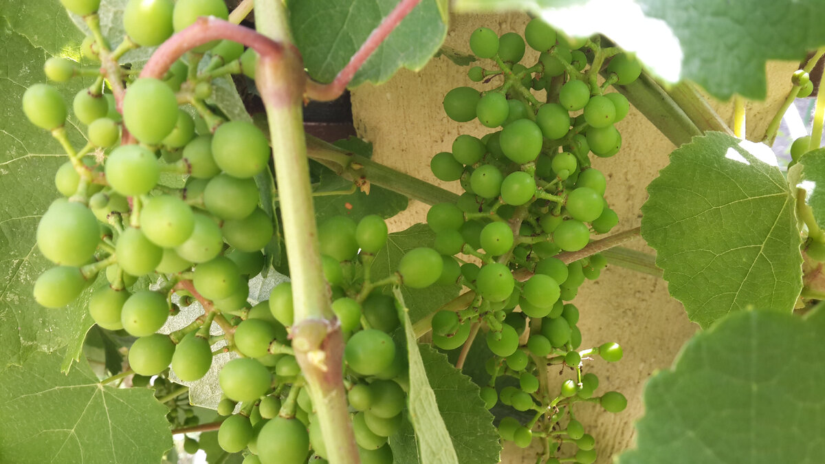 Обрезка винограда весной: правила ухода и способы формирования лозы
