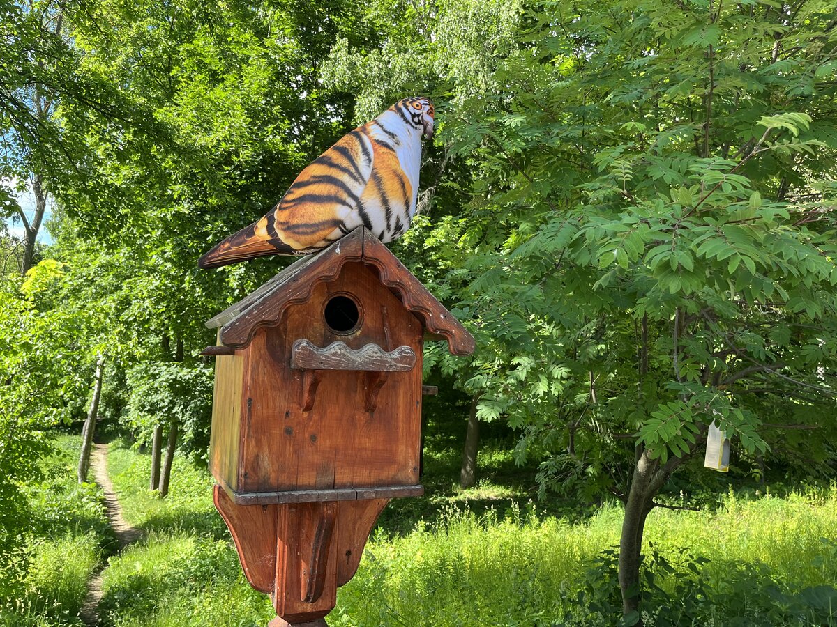 Тигроголубь Игорь 