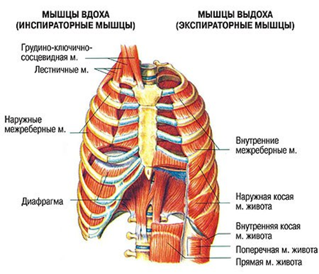 Межреберные мышцы диафрагма. Наружные межреберные мышцы дыхание. Мышцы участвующие в акте дыхания. Основные и вспомогательные дыхательные мышцы. Внутренние межреберные мышцы анатомия.