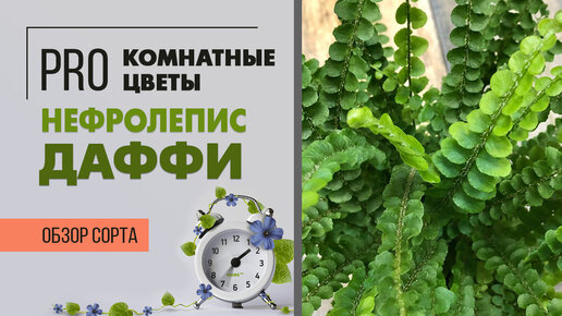 Нефролепис Даффи - притягательный комнатный папоротник | Как ухаживать за нефролеписом