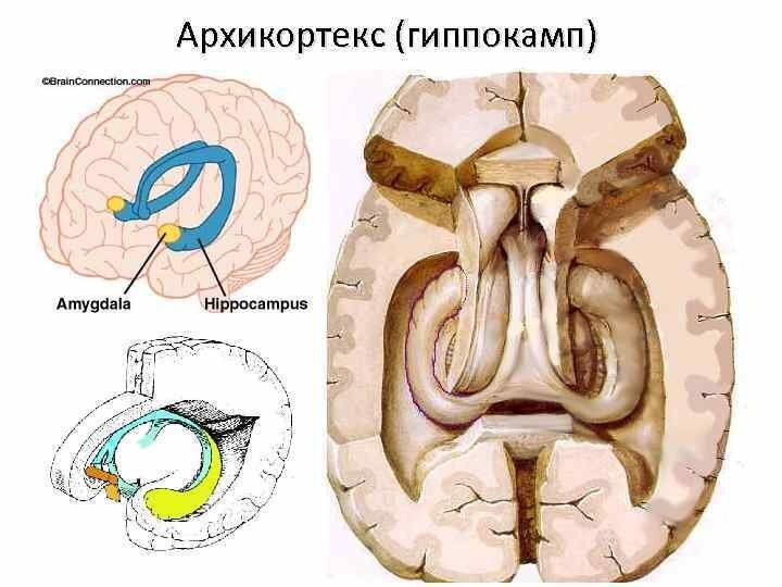 Лимбическая система
