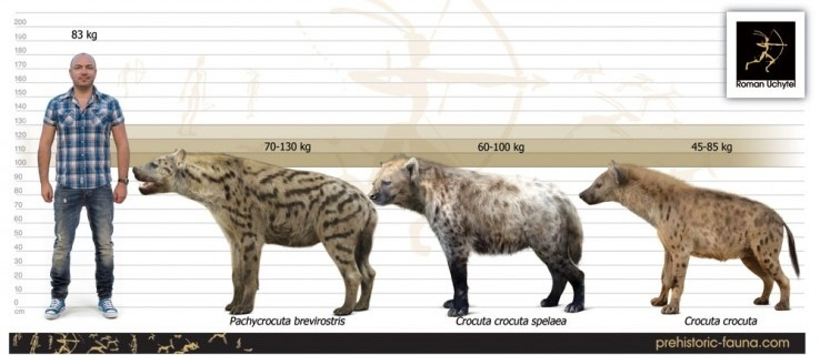 Пещерная гиена: ОПГ из ледникового периода. Время, когда гогочущие хищники держали в страхе почти всю Евразию2