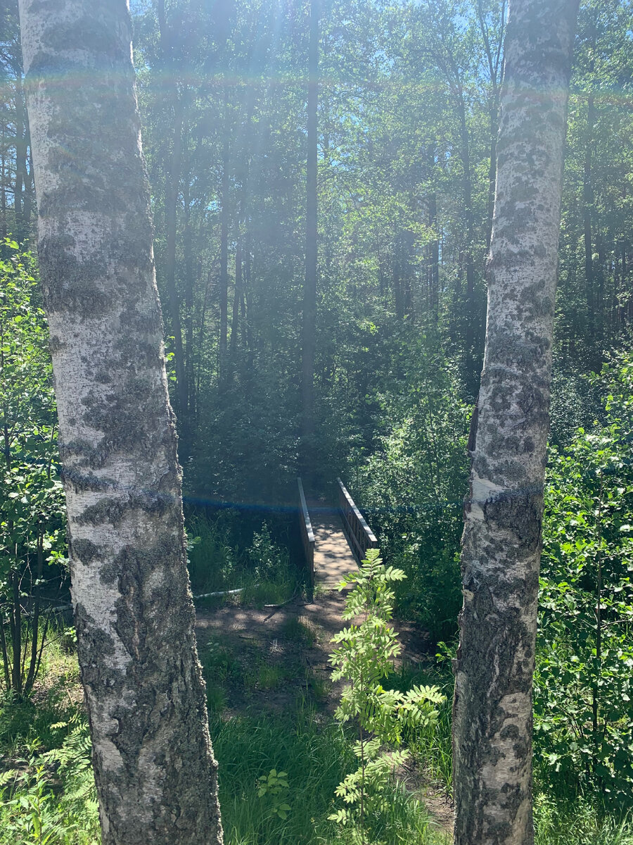 Лес, много зелени и узкий мостик - красота!