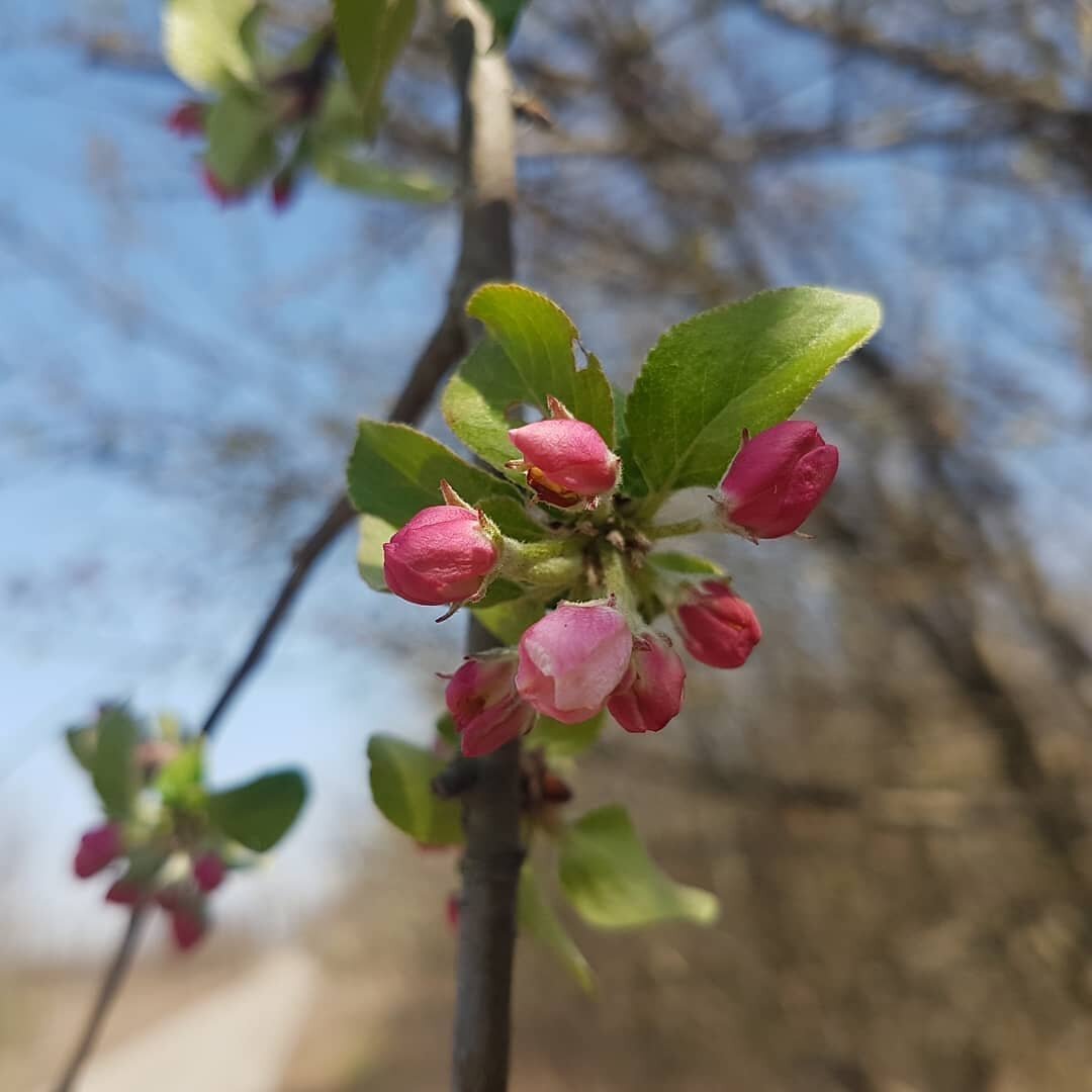 Зато у нас всегда было много яблок 😊