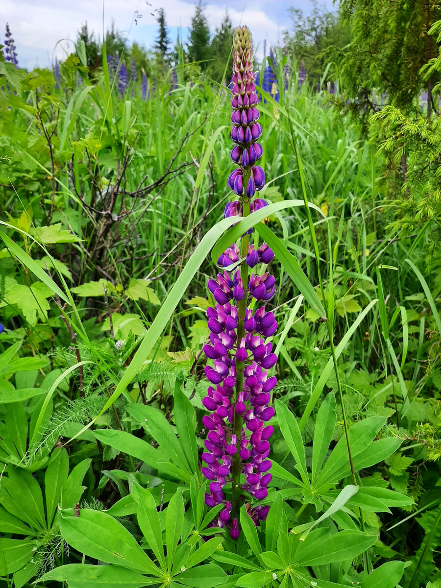 Люпин многолистный, фото автора