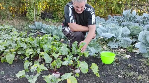 Когда убирать свеклу. Какие признаки показывают, что это время пришло