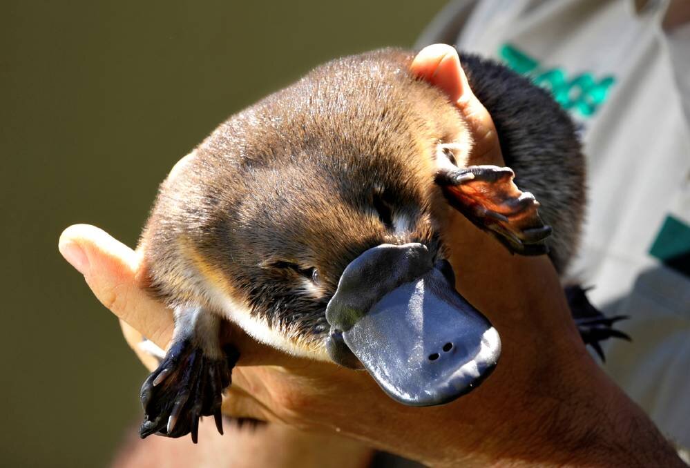 Platypus перевод