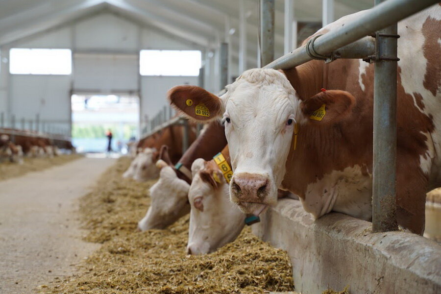 Источник фото: ElDala.kz