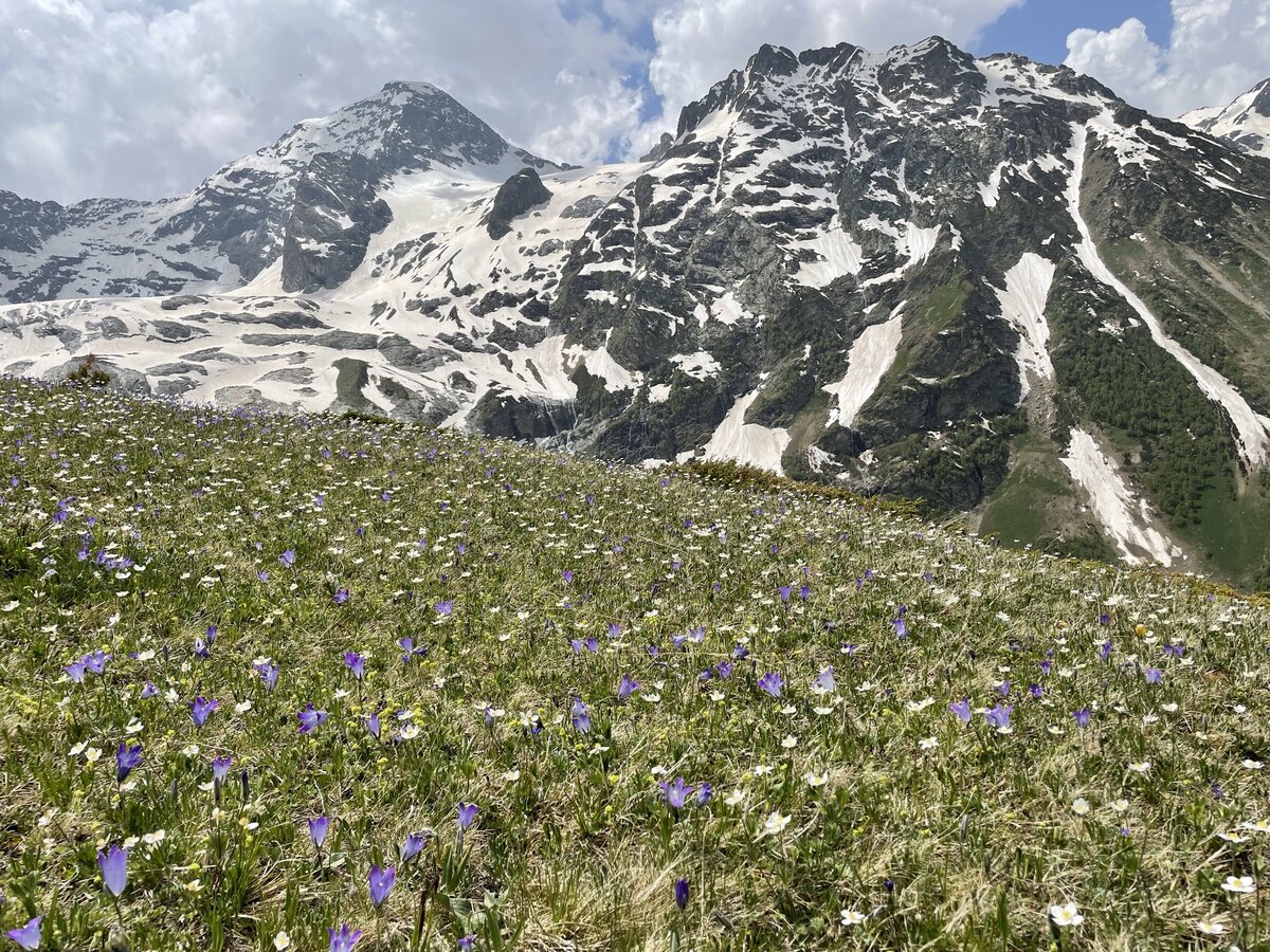 Вот на таких лугах хохлатка растет. Фото автора
