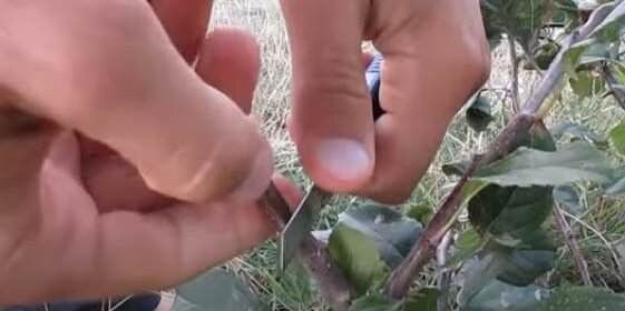 Утро — лучшее время для прививки деревьев. Богдан Рибак / YouTube📷
