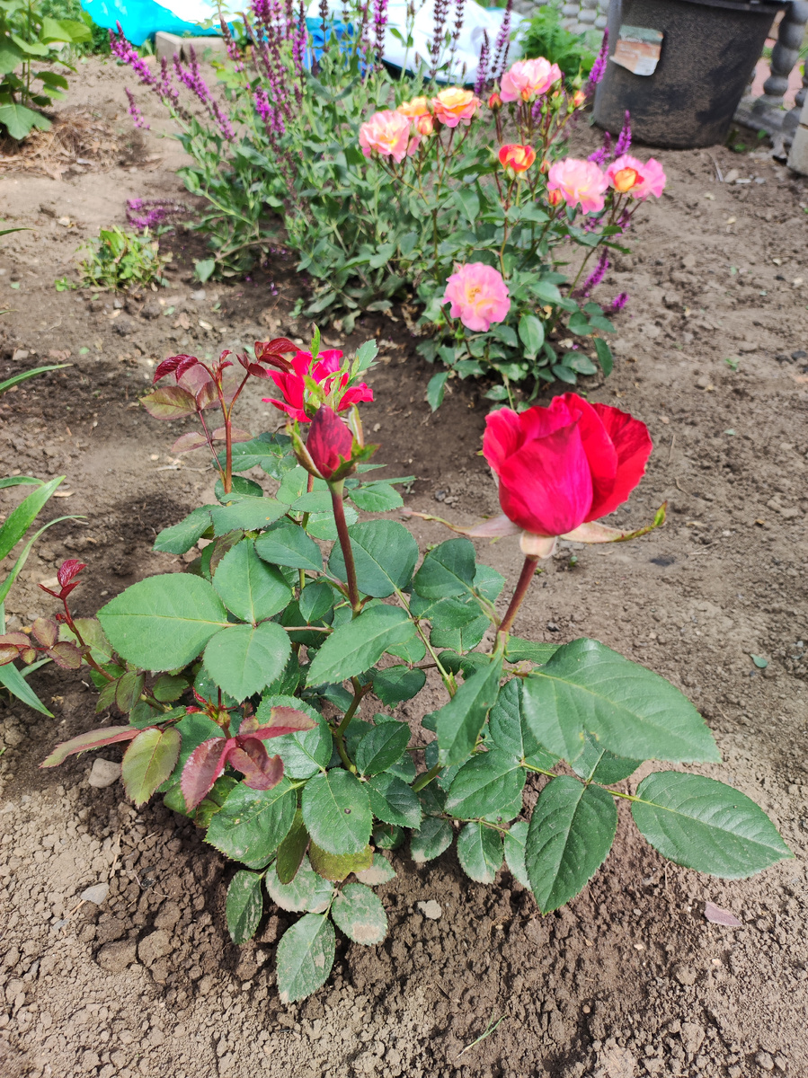 Роза Red Intuition 17.07.2022. Цветники пока на этапе формирования... 