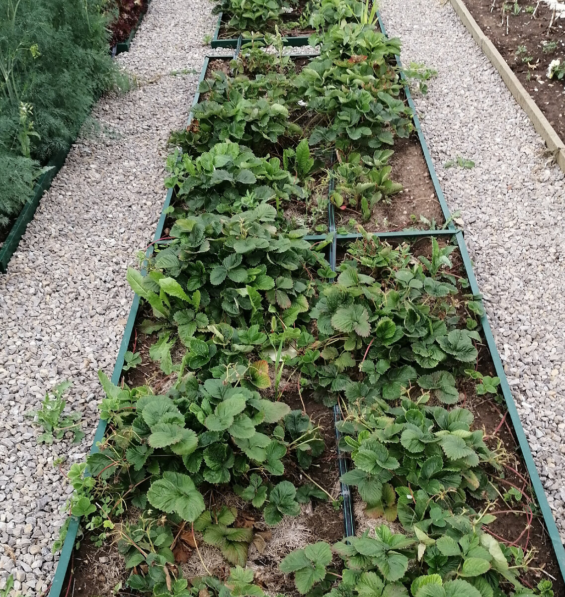 Осматриваю грядку. 