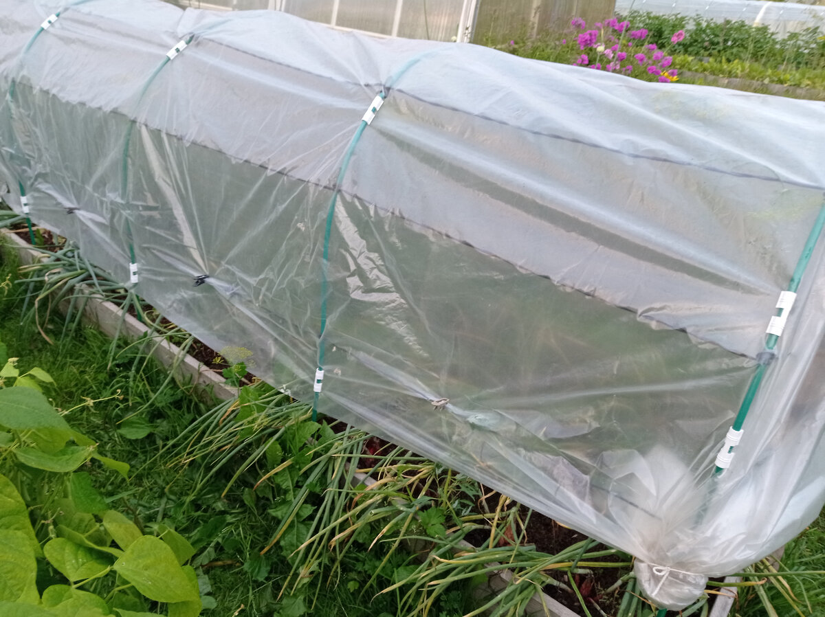 Вот так закрыли пленкой грядки с луком в конце июля. Как же вовремя мы это сделали! Пленку к дугам прикрепили зажимами из Фикс Прайса. Листайте галерею