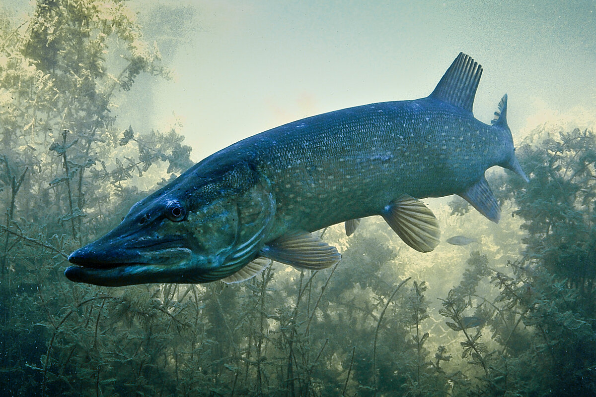 Щука обыкновенная. Щука Esox Lucius. Вид обыкновенная щука - Esox Lucius. Жемчужная щука Тотем.