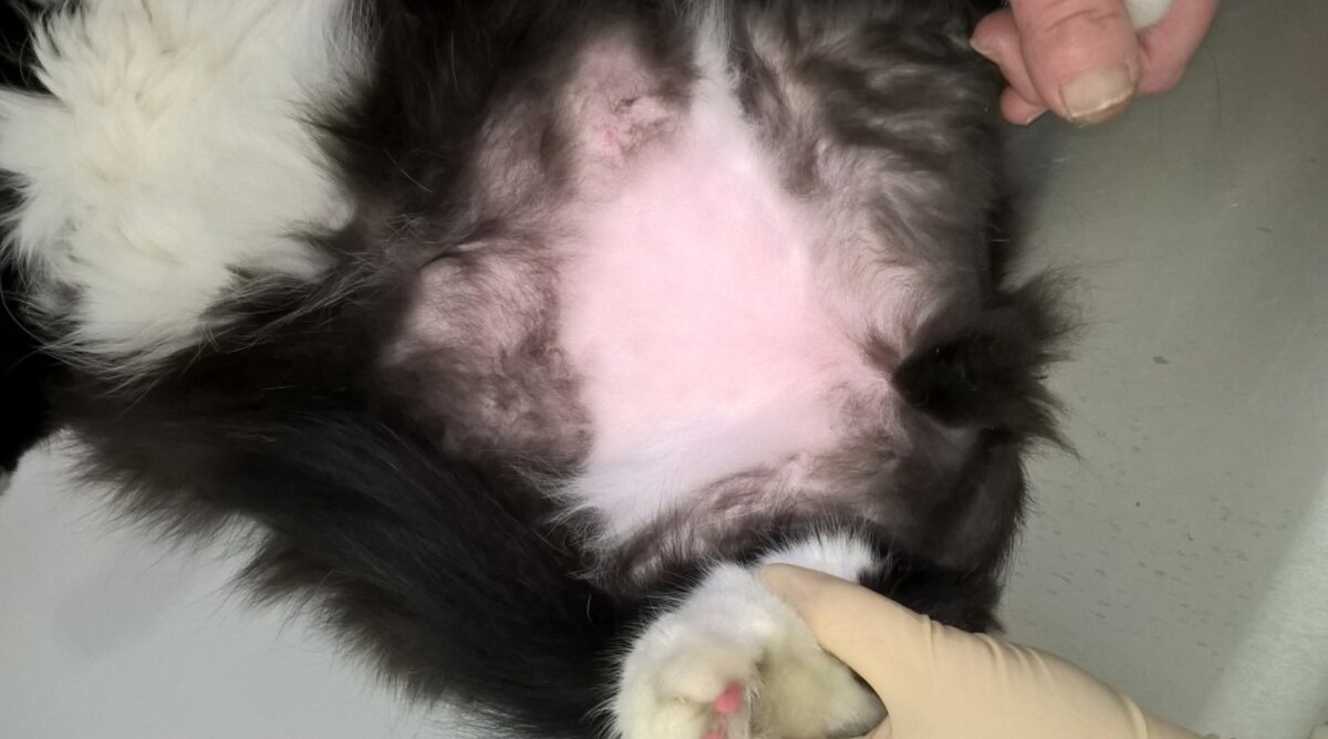 Самоиндуцированная (сама кошка вырвала шерстинки) алопеция у кошки. На трихограмме (исследование волос под микроскопом) врач увидит, что шерстинки обломаны. 