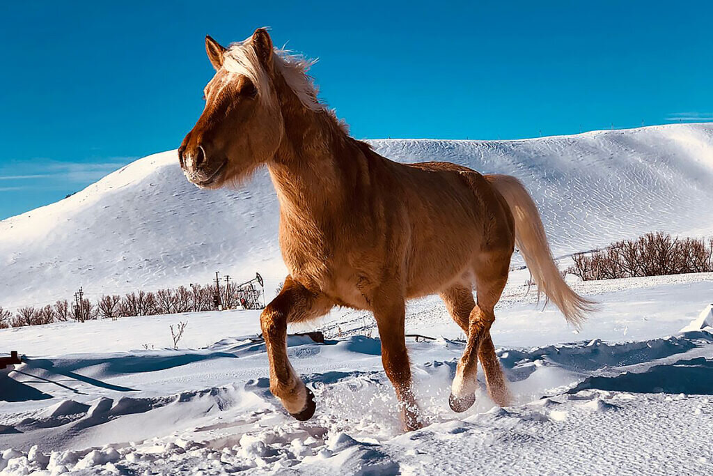 Татарский иноходец. Фото из интернета.